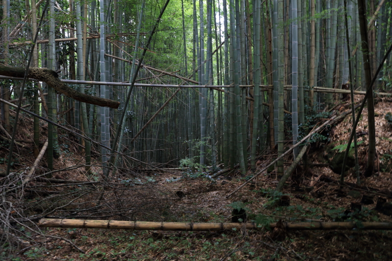 伊賀忍供養　比自山 藤堂貴久お堂  金毘羅  百田不動 田矢城  服部半蔵保長  百地丹波守  藤林長門守  手力神社