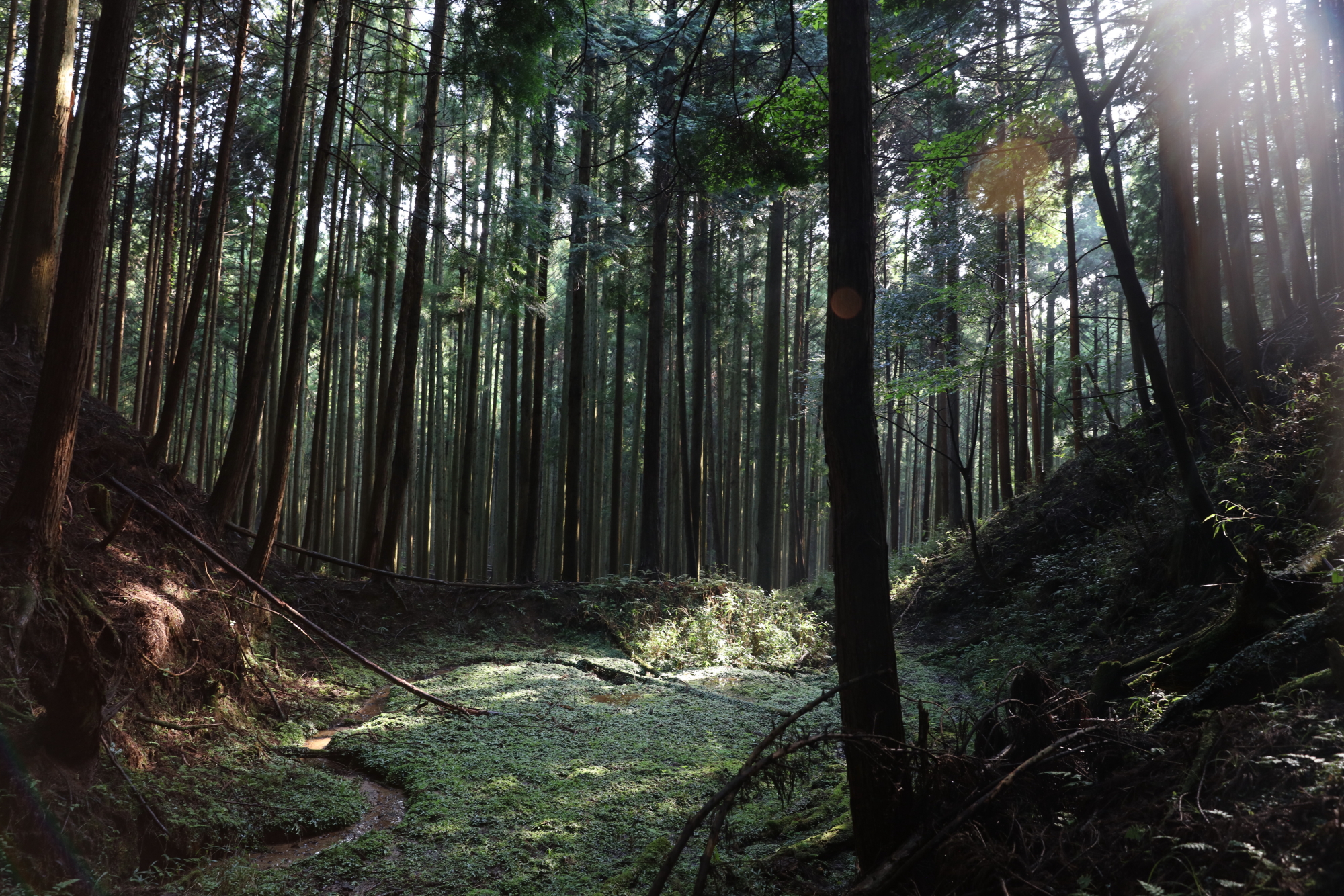 忍供養　壬生野　音羽（音羽半六宗重）種生　弥勒寺　雨乞山　阿波（植田豊前守）