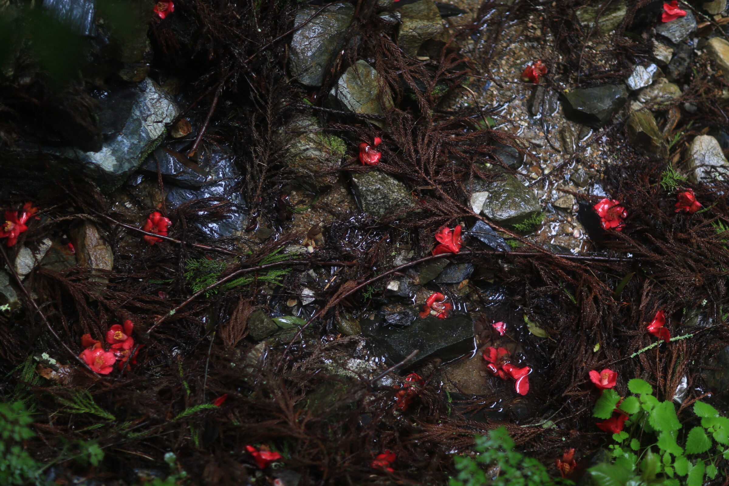 吉野山 金峯山寺