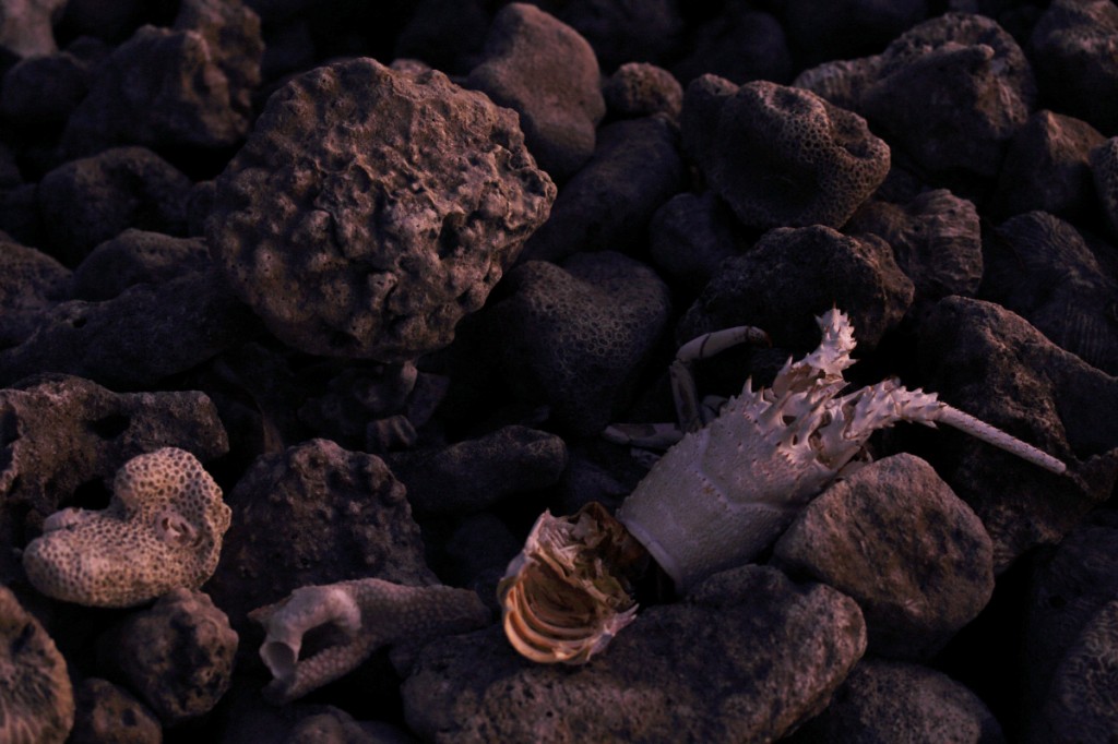 Rlotonga Island Cook islands