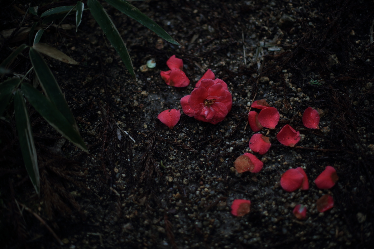 甲賀忍供養　油日神社　飯道山　望月出雲守　頓宮城　
