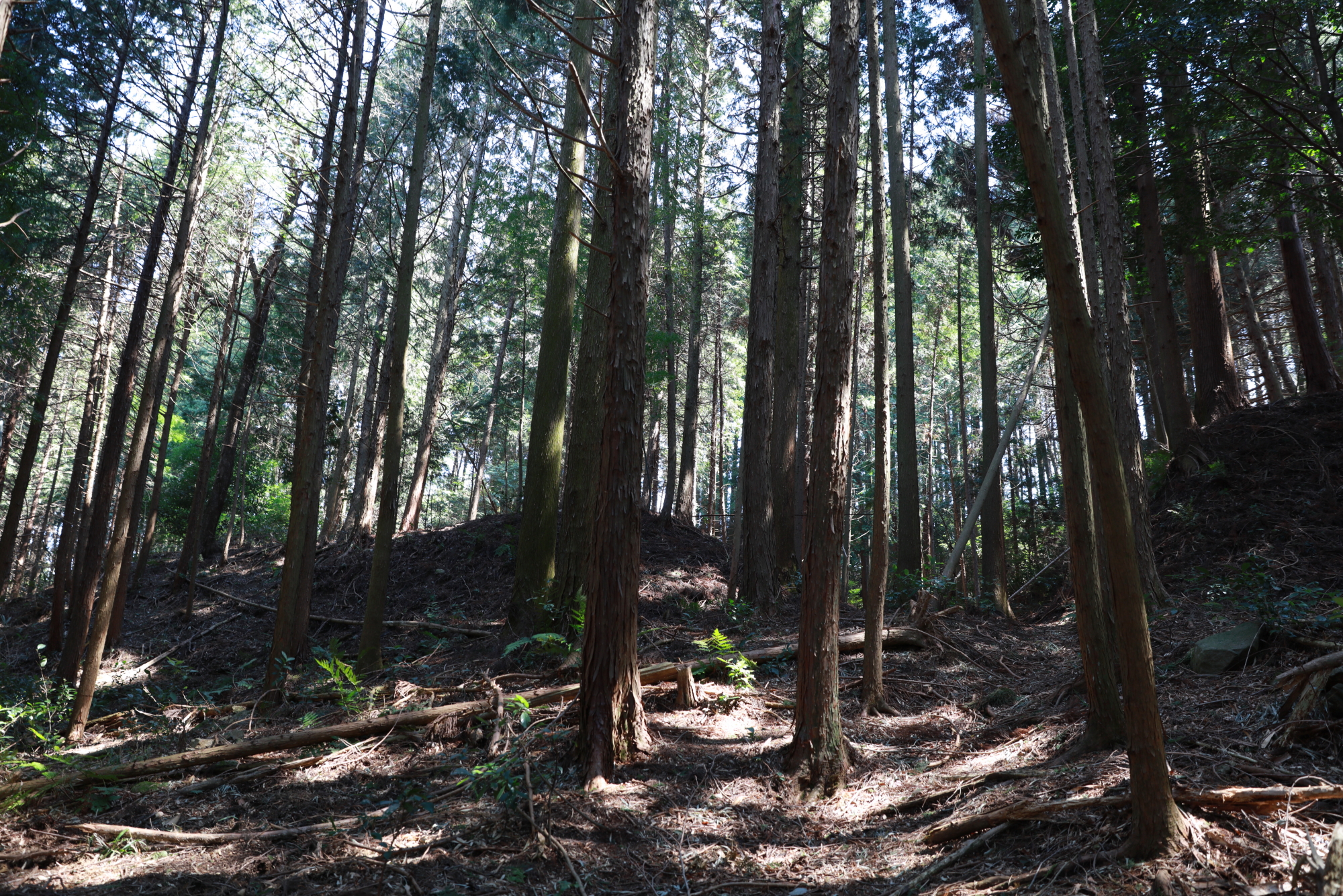 忍供養　壬生野 音羽城（音羽半六宗重）種生  弥勒寺  雨乞山  阿波植田城（植田豊前守光使）掛田城（富増伊予守）