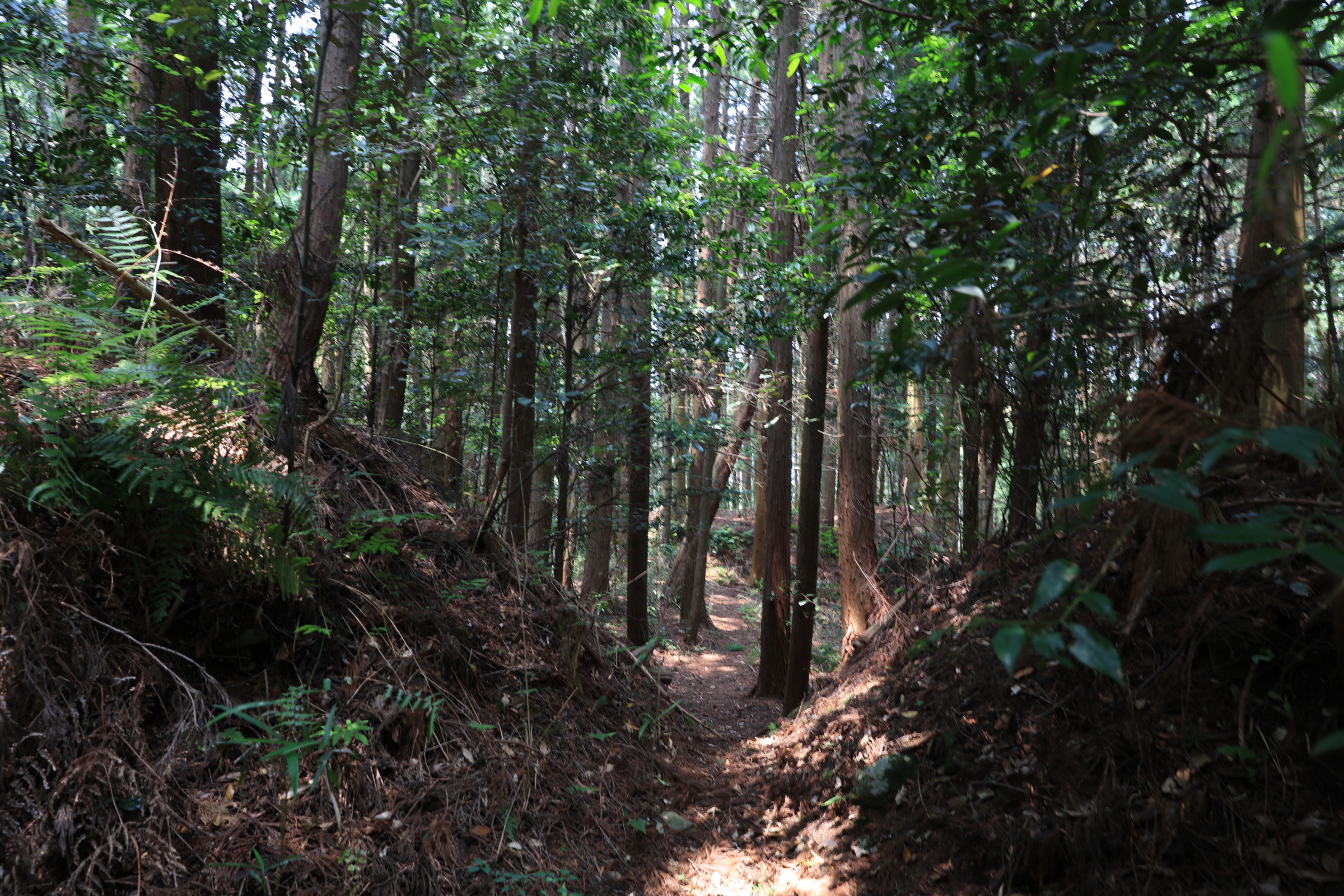 忍供養　壬生野 音羽城（音羽半六宗重）種生  弥勒寺  雨乞山  阿波植田城（植田豊前守光使）掛田城（富増伊予守）