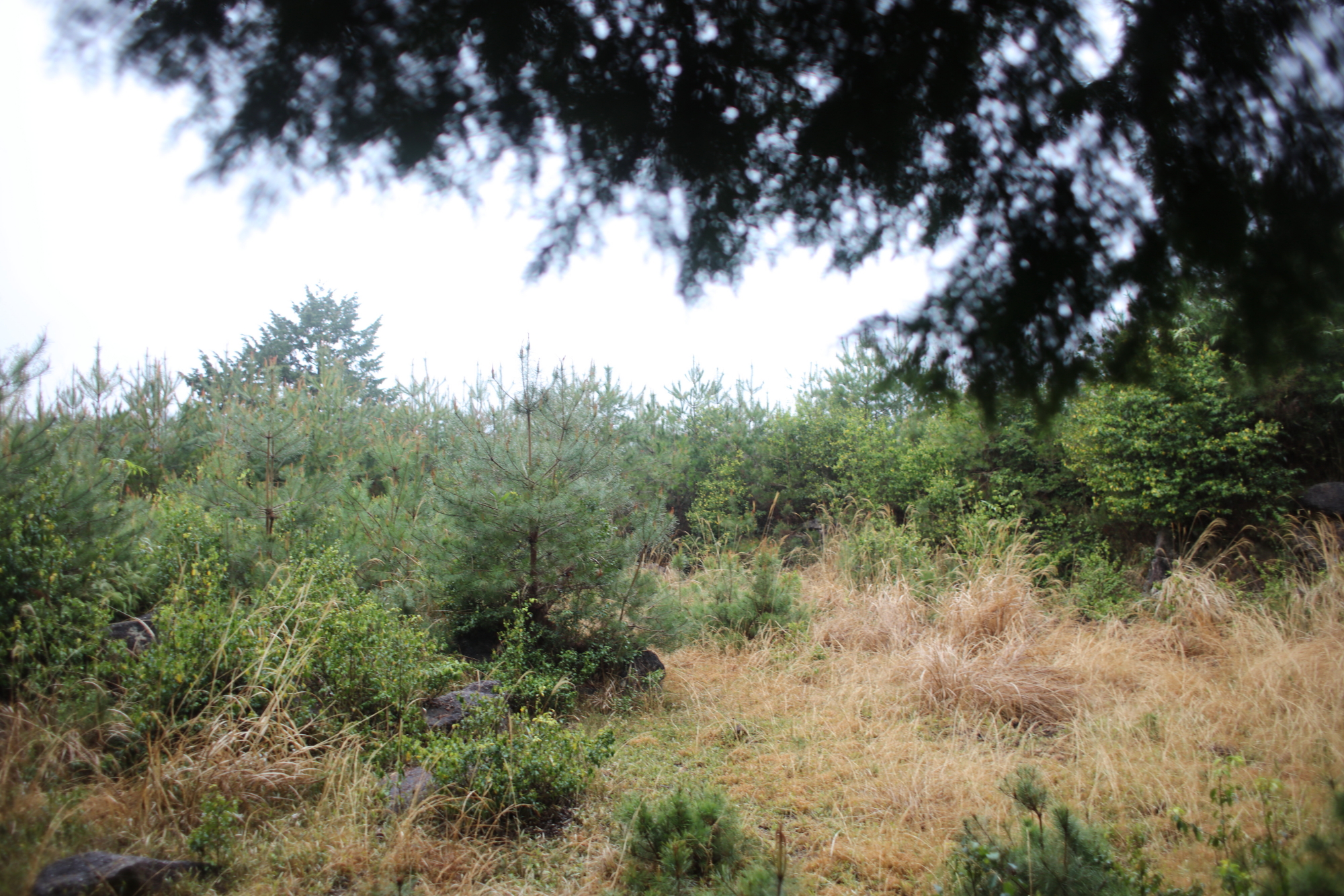 忍供養　壬生野　音羽（音羽半六宗重）種生　弥勒寺　雨乞山　阿波（植田豊前守）
