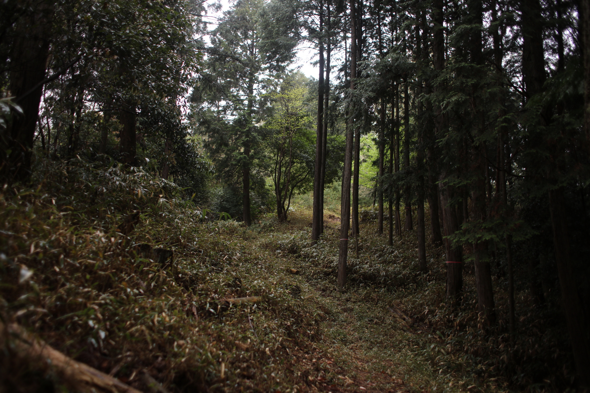 忍供養　壬生野　音羽（音羽半六宗重）種生　弥勒寺　雨乞山　阿波（植田豊前守）