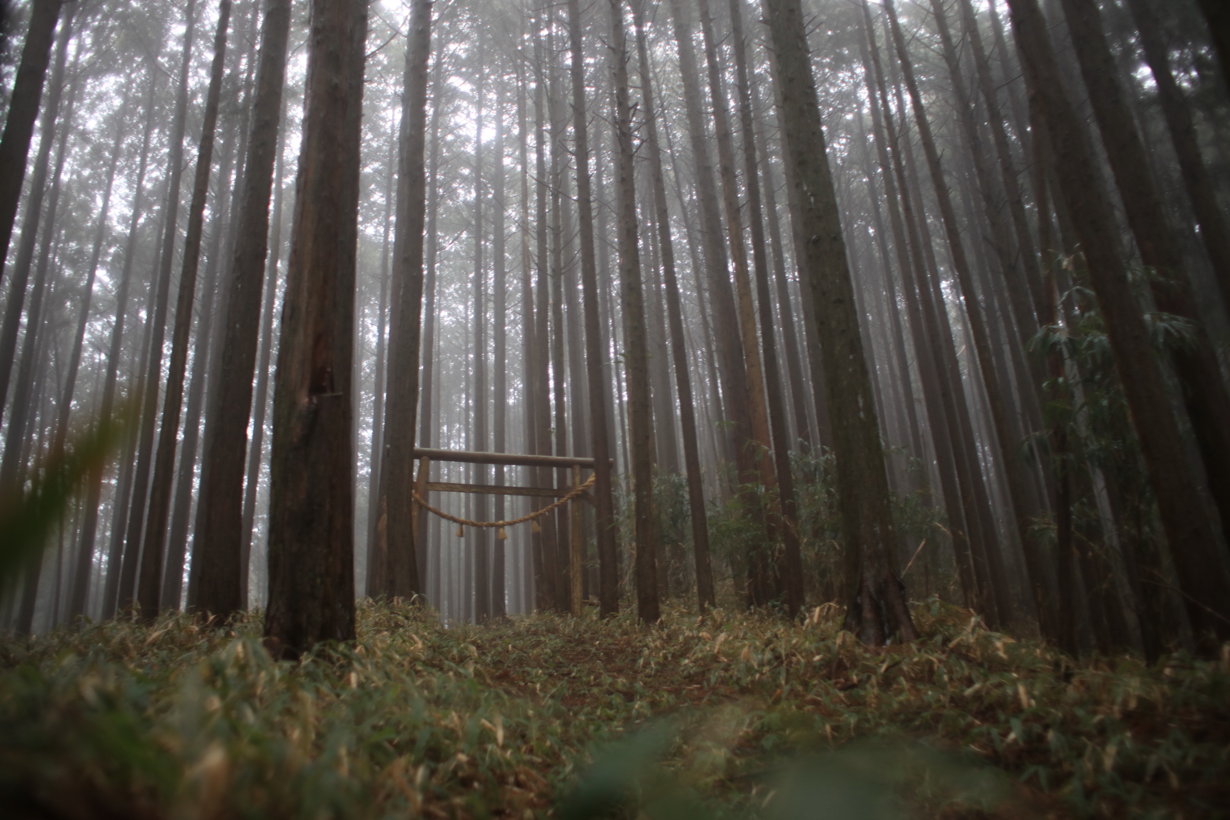 忍供養　壬生野 音羽城（音羽半六宗重）種生  弥勒寺  雨乞山  阿波植田城（植田豊前守光使）掛田城（富増伊予守）